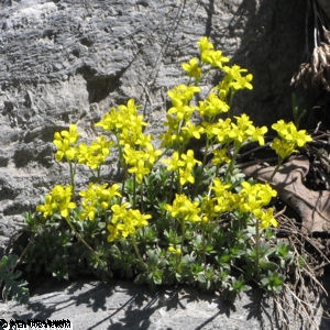 Yellow Wild Flowers Along The North Ogden Divide Trail