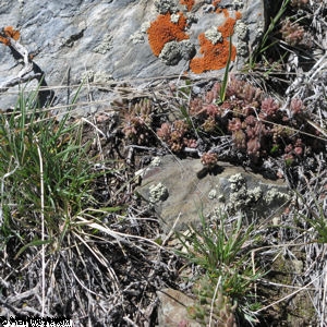 Low Lying Vegetation along the North Ogden Divide