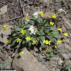 Goosefoot Yellow Violet