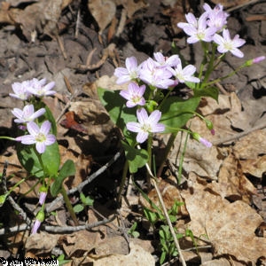 Tiny Wild Geraniums along North Ogden Divide trail