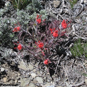 Wavy leafed paintbrush wild flower