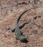 Sagebrush Lizard