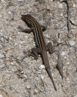 DesertGrasslandLizard