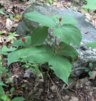 Jack In The Pulpit