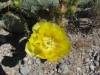 Prickly Pear