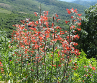 ScarletGilia