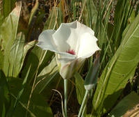 Sego Lily