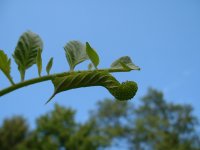 Tomato Worm