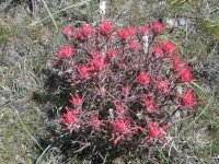 Wavy Leafed Paintbrush