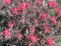 Wavy Leafed Paintbrush