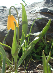 Yellow Fritillary