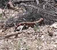 Gila Monster