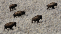 Antelope Buffalo